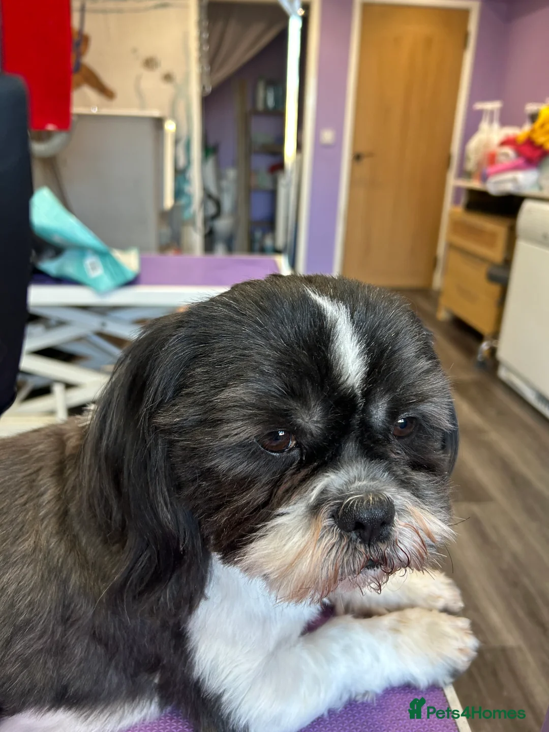 Shih Tzu dogs for stud: Memphis Shihtzu Stud + Free Scan in Ely - Advert 15