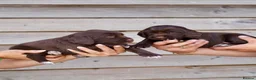 Springador dogs for sale: Beautiful Puppies For Sale  in Henfield - Advert 6