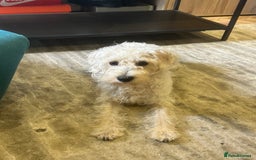 Cockapoo dogs for sale: Poodle mixed dog - Image 14