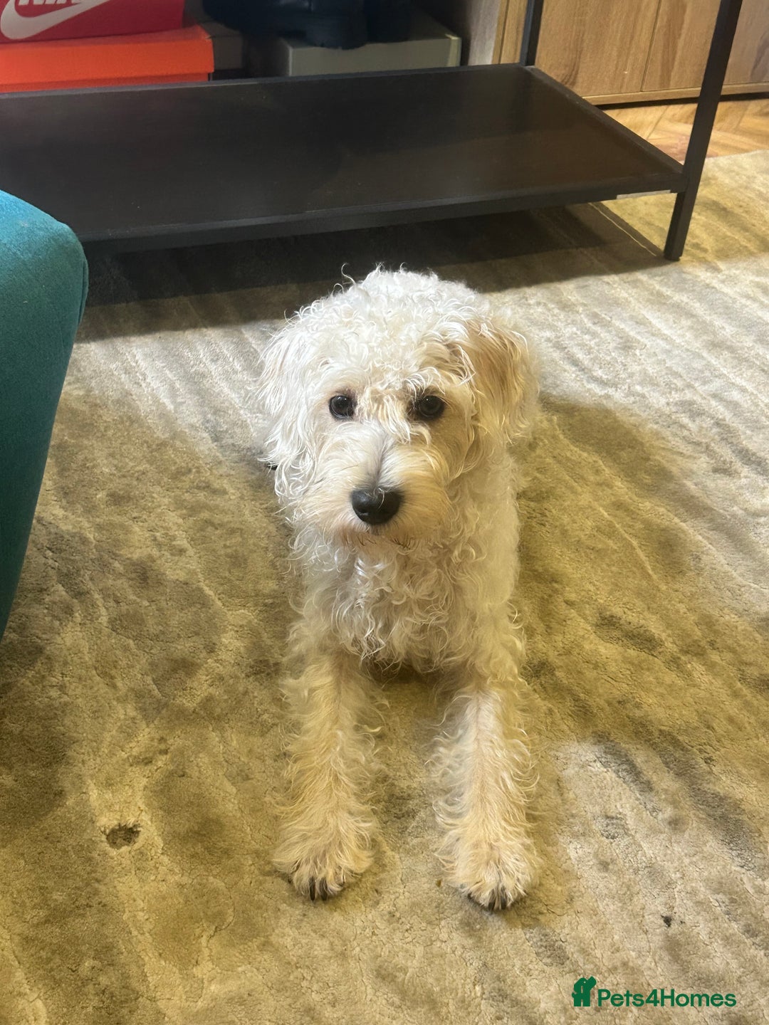 Cockapoo dogs for sale: Poodle mixed dog - Image 14