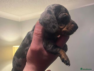 Miniature Dachshund dogs Miniature Dachshunds For Sale - Advert 9