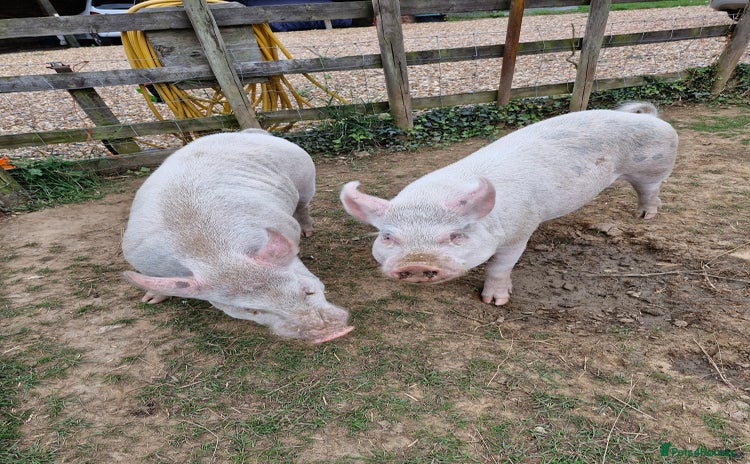 Pig livestock - Advert 1