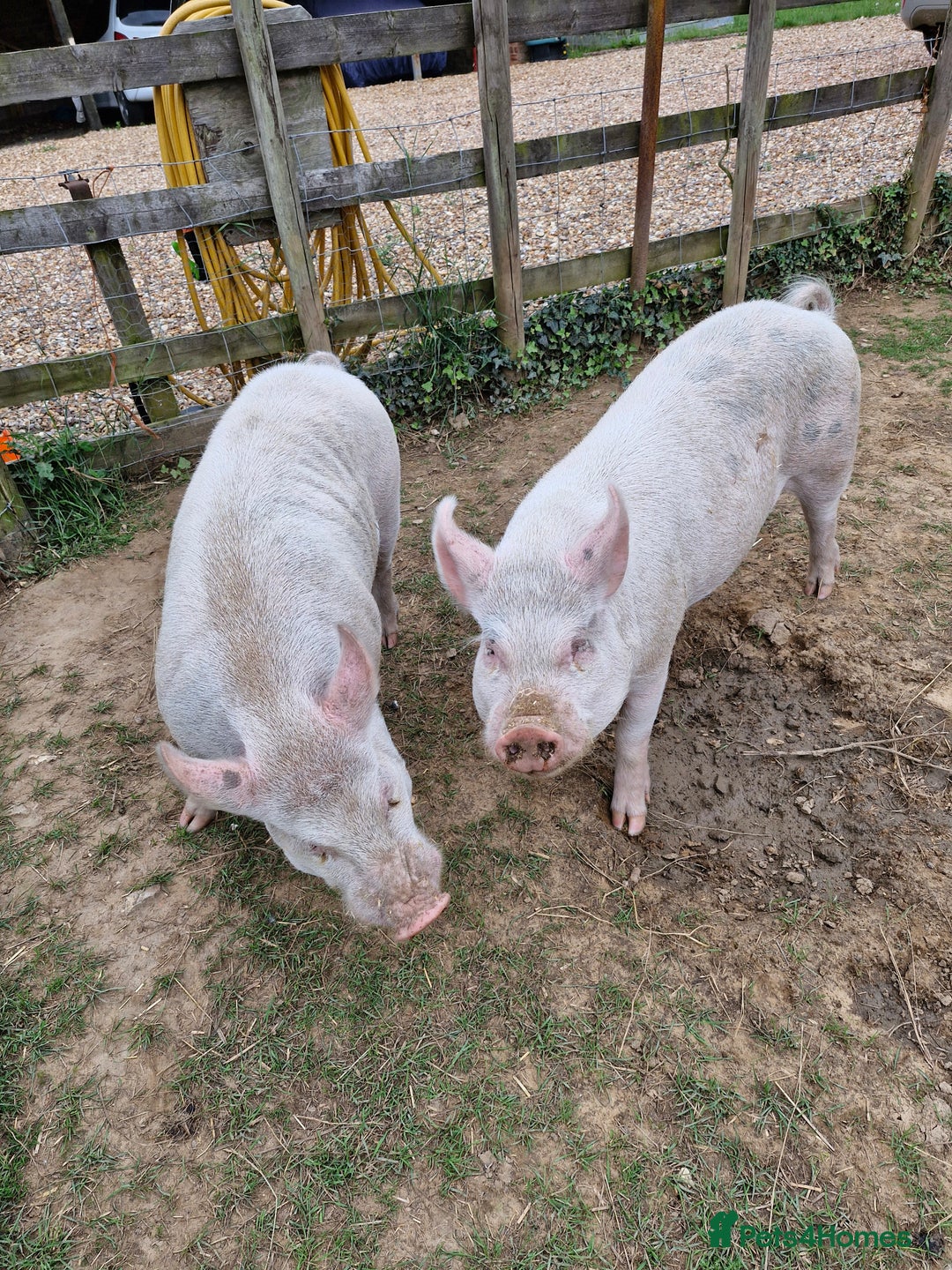 Pig livestock for sale: 2 Entire Male KuneKune Pigs - Image 1
