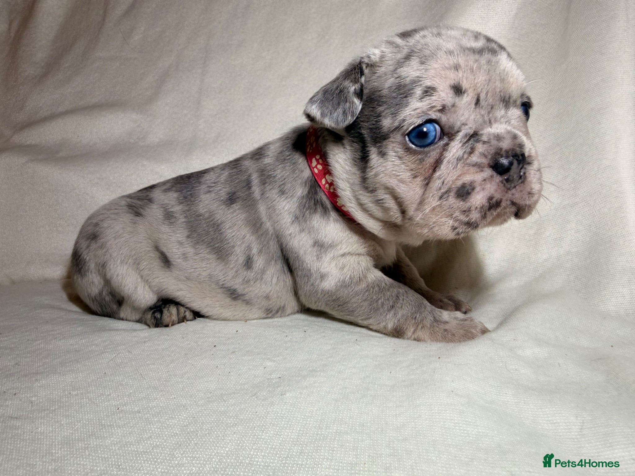 French Bulldog dogs Incredible blue eyes. 7 Merle 1 black. Best on net - Advert 3