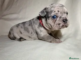 French Bulldog dogs Incredible blue eyes. 7 Merle 1 black. Best on net - Advert 3