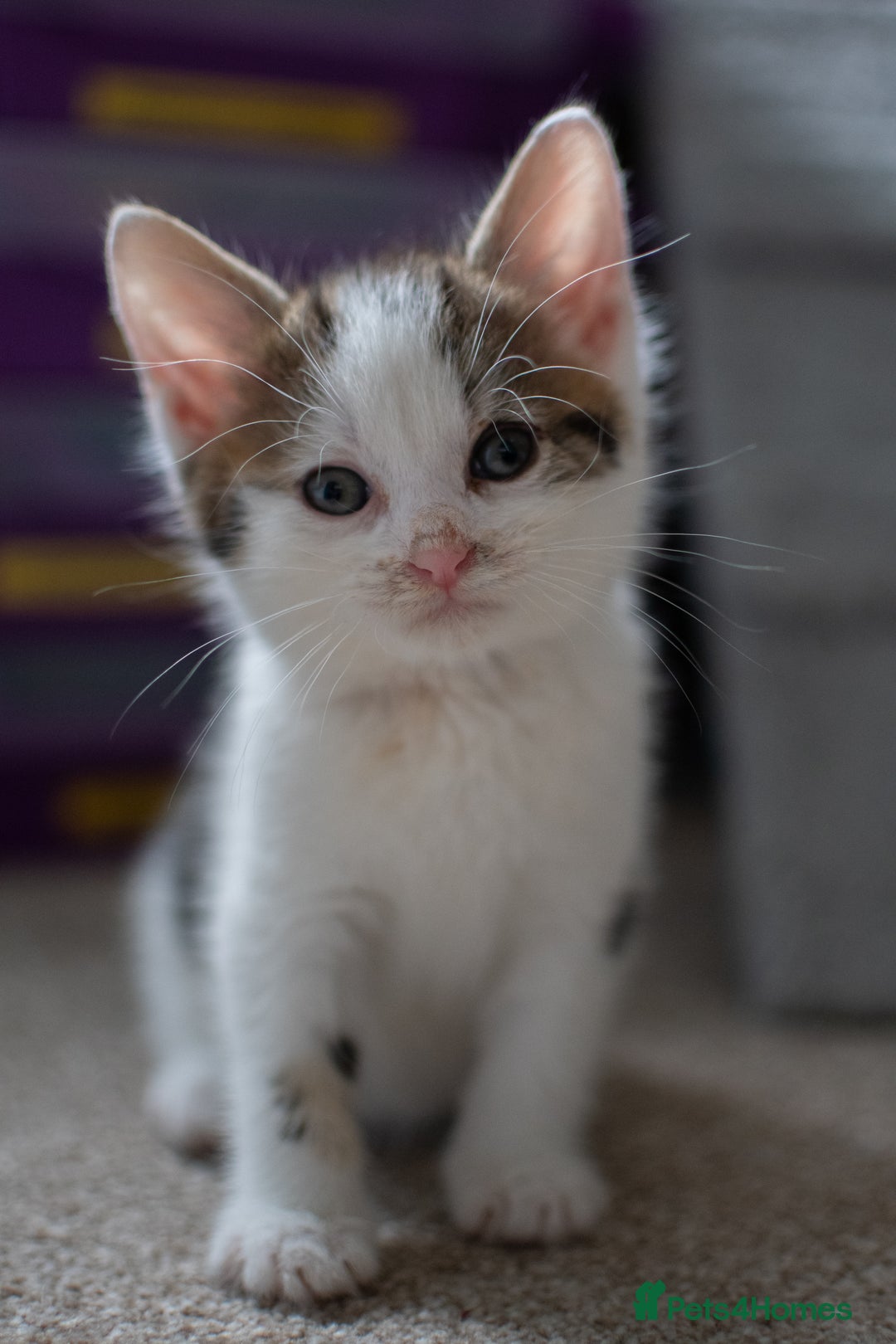 Domestic Shorthair cats for sale: Friendly kittens looking for new families - Image 3