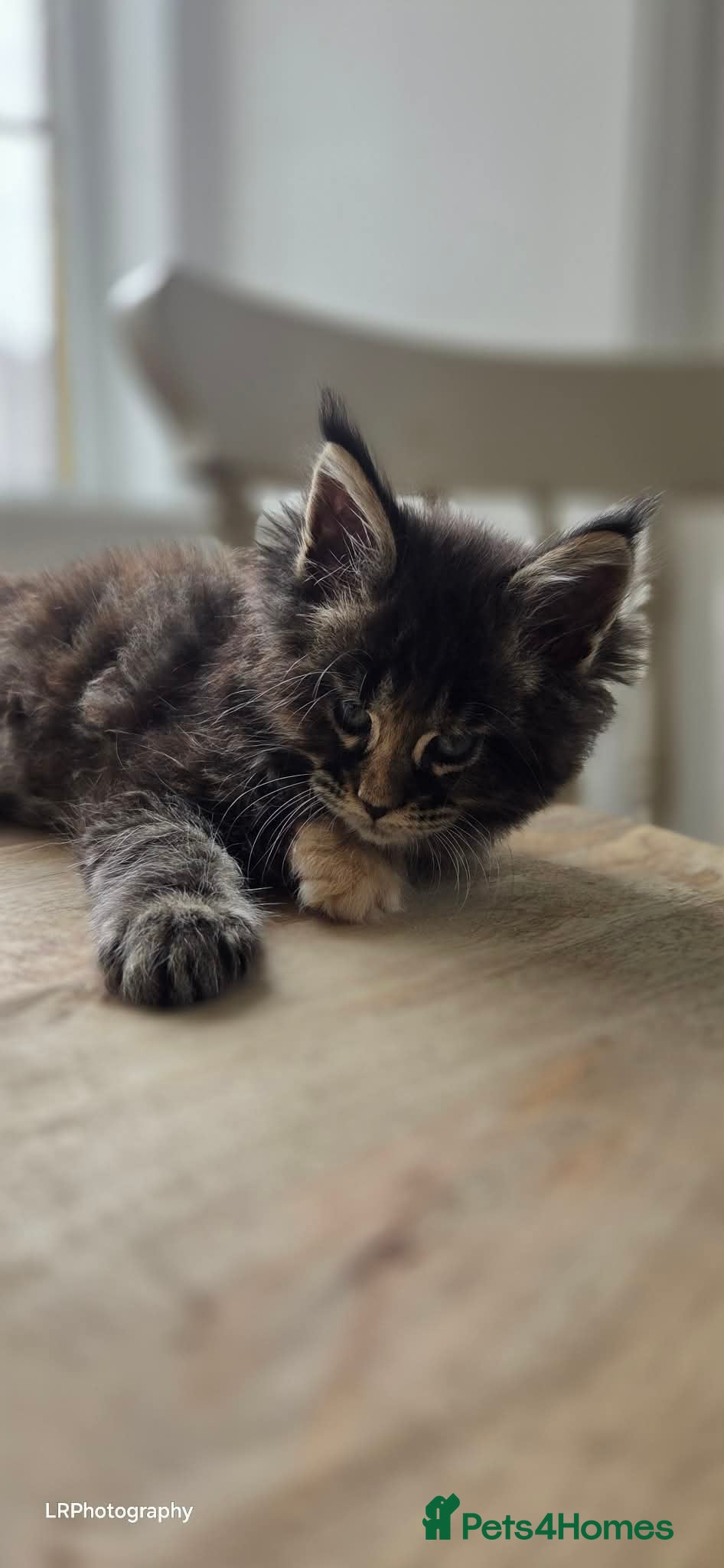 Maine Coon cats TICA REGISTERED MAINE COONS - Advert 1