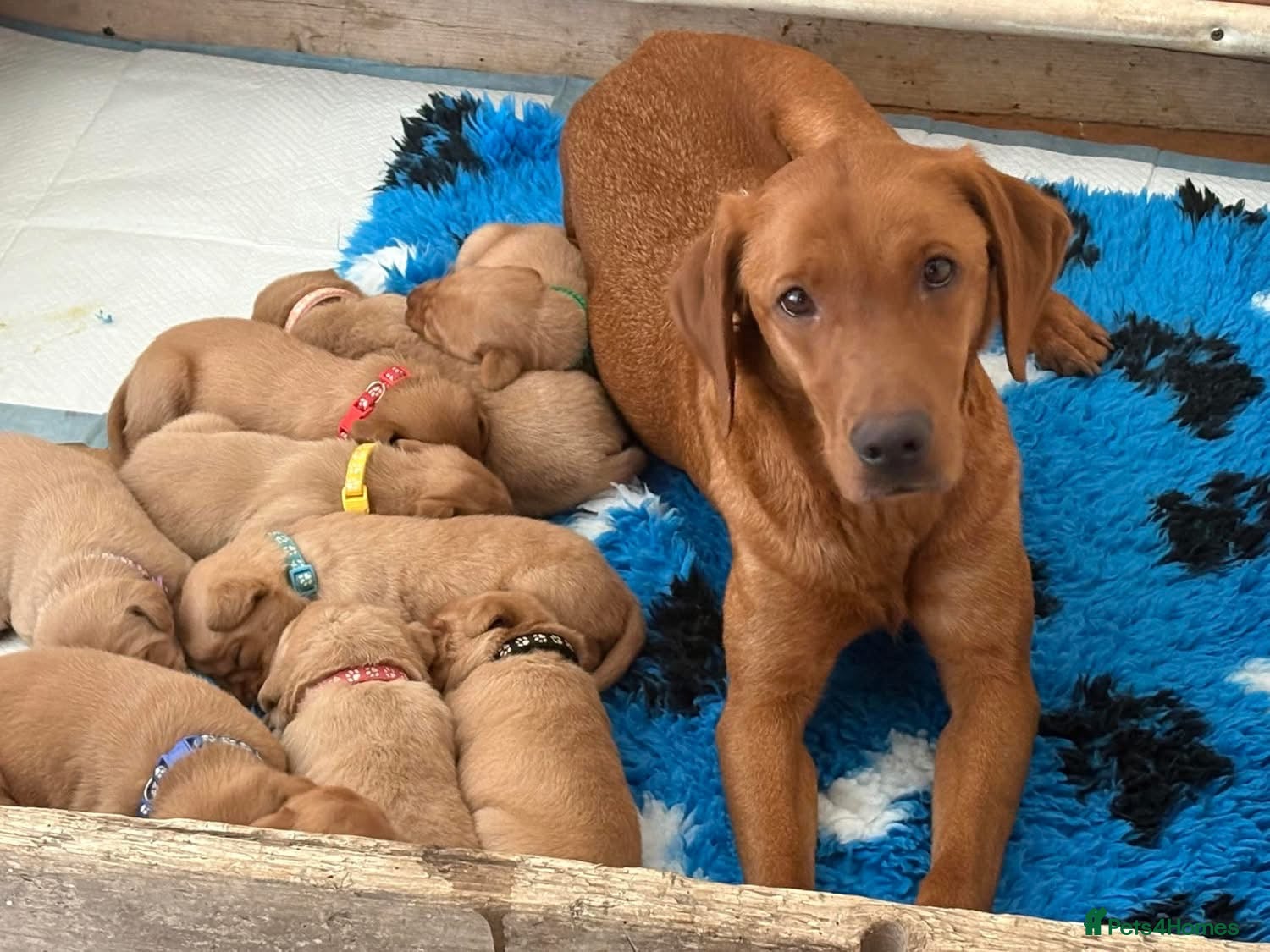 Labrador Retriever dogs Fox Red Labrador🦊 - Advert 18