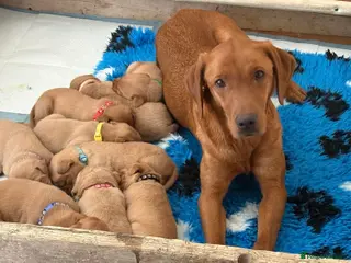 Labrador Retriever dogs Fox Red Labrador🦊 - Advert 18
