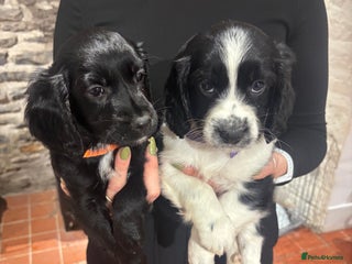 Mixed Breed dogs 2x Cocker Sproodle Puppies remaining - ready 16/12 - Advert 1