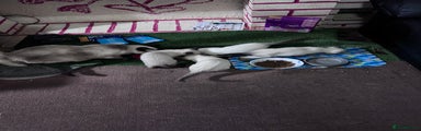 Siamese Kitten 1