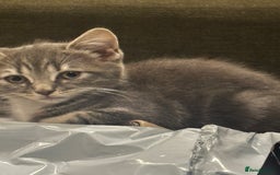 British Shorthair cats for sale: Charming British Shorthair-Siberian Mix kitten - Image 2