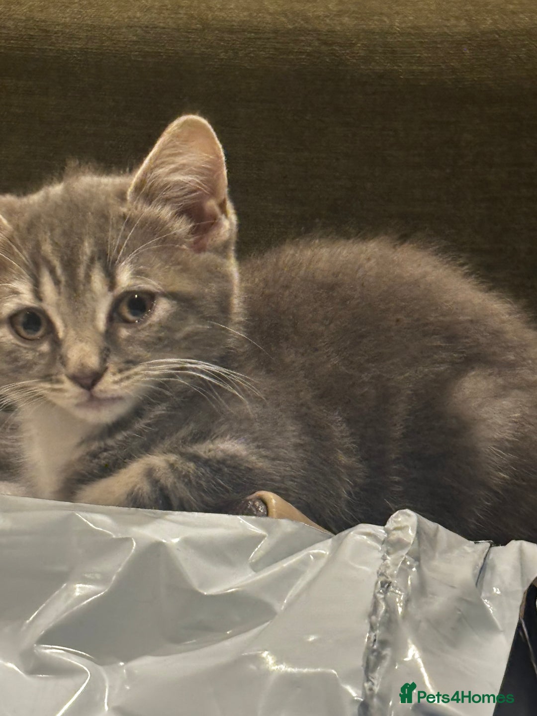British Shorthair cats for sale: Charming British Shorthair-Siberian Mix kitten - Image 2
