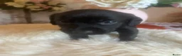 Mixed Breed dogs for sale: Cocker spaniel - Advert 6