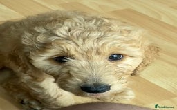 Labradoodle dogs for sale: Last two! Beautiful F3b Labradoodle Puppies - Image 25