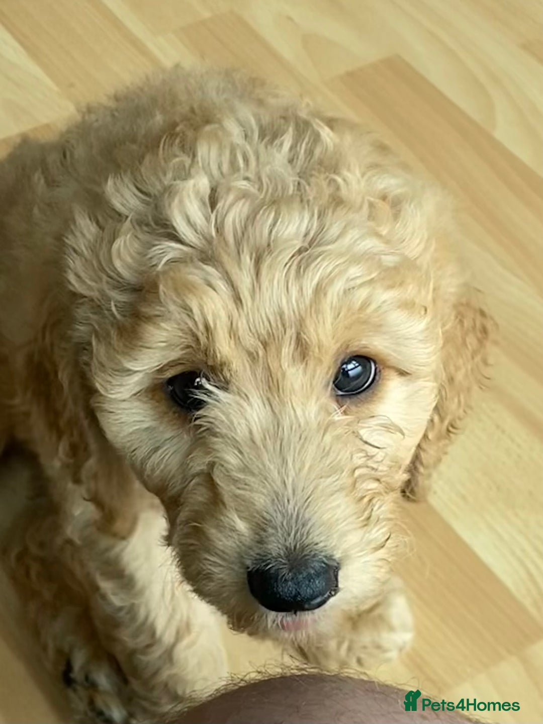 Labradoodle dogs for sale: Last two! Beautiful F3b Labradoodle Puppies - Image 25