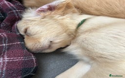 Golden Retriever dogs for sale: Kc registered Golden Retriever puppies available  - Image 24