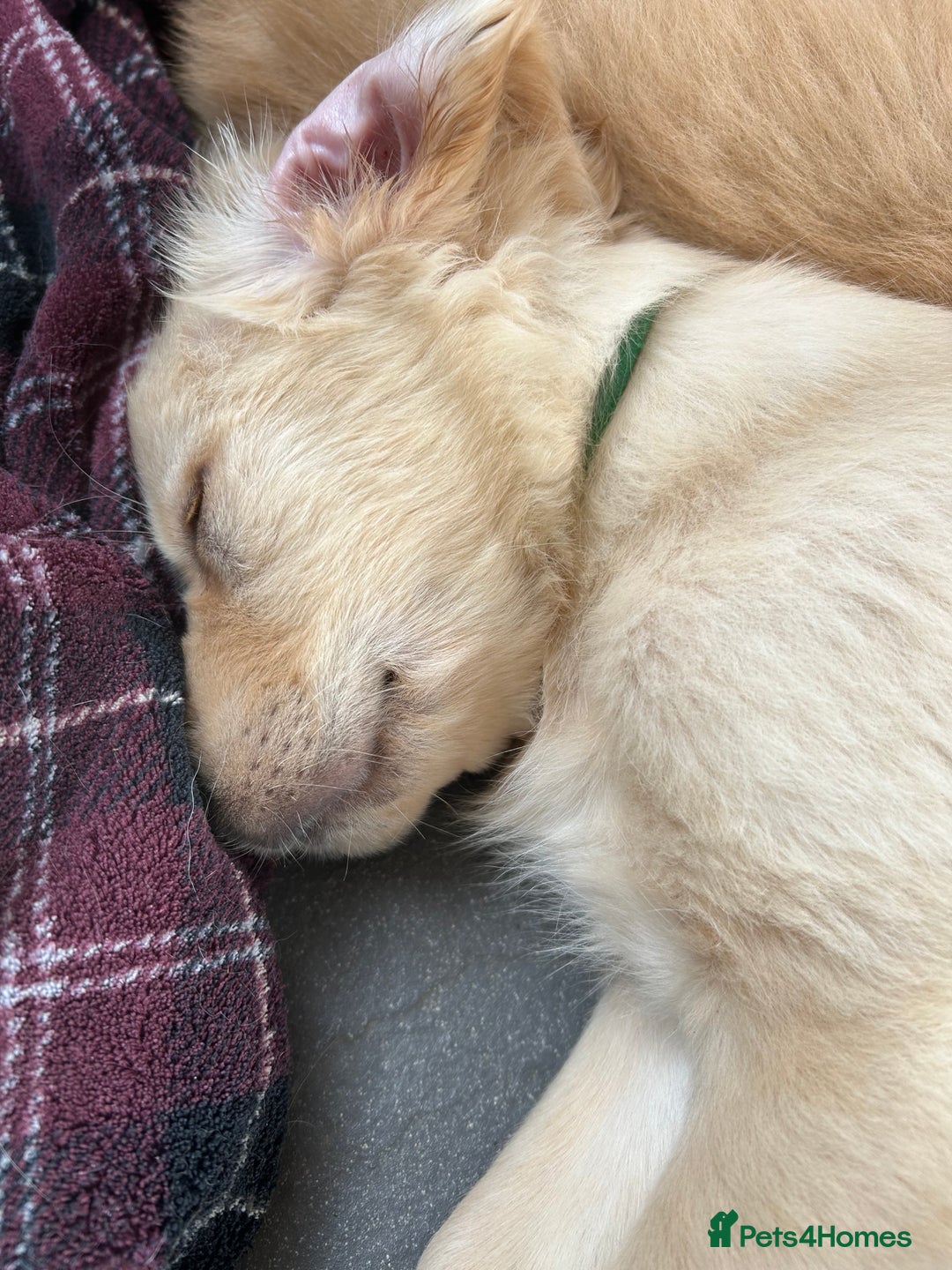Golden Retriever dogs for sale: Kc registered Golden Retriever puppies available  - Image 24