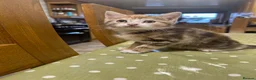 Mixed Breed cats for sale: Adorable farm kittens for sale - Advert 12