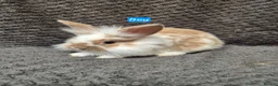 Lionhead rabbits for sale: Lionhead Bunnies - Advert 6