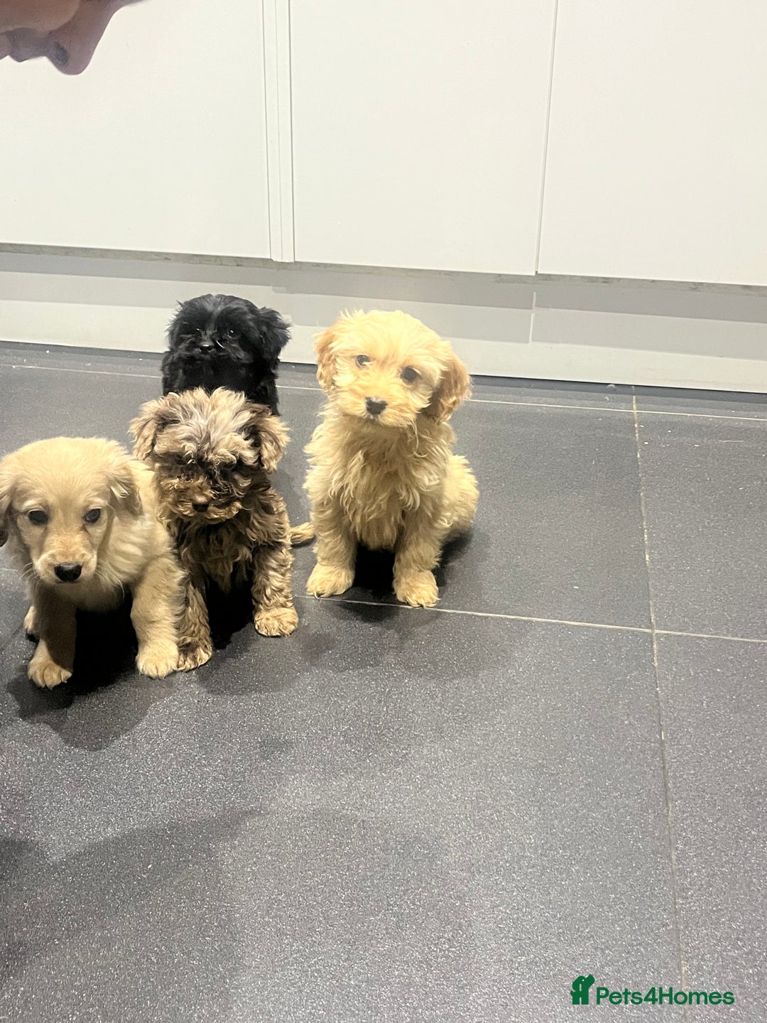 Cockapoo dogs for sale: Beautiful merl Cockpoo puppies  - Advert 9