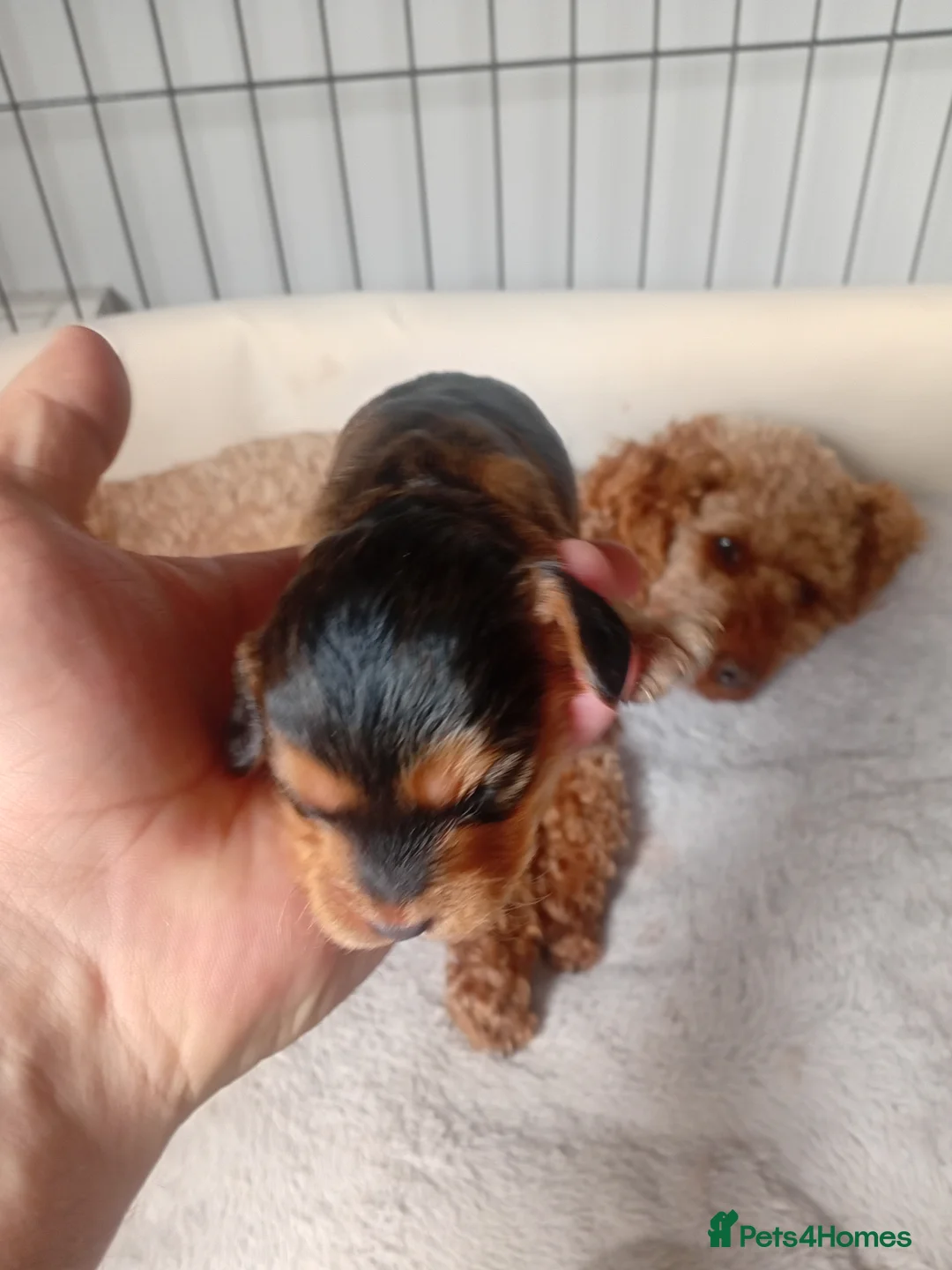 Cockapoo dogs for sale: F1 cockapoo - Advert 2