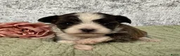 Chihuahua dogs for sale: Maltipoo x chihuahua  - Advert 3
