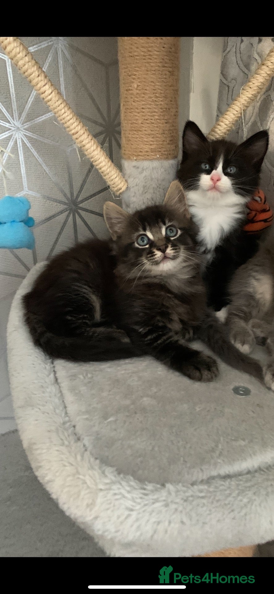 Mixed Breed cats Beautiful kittens looking for loving home - Advert 2