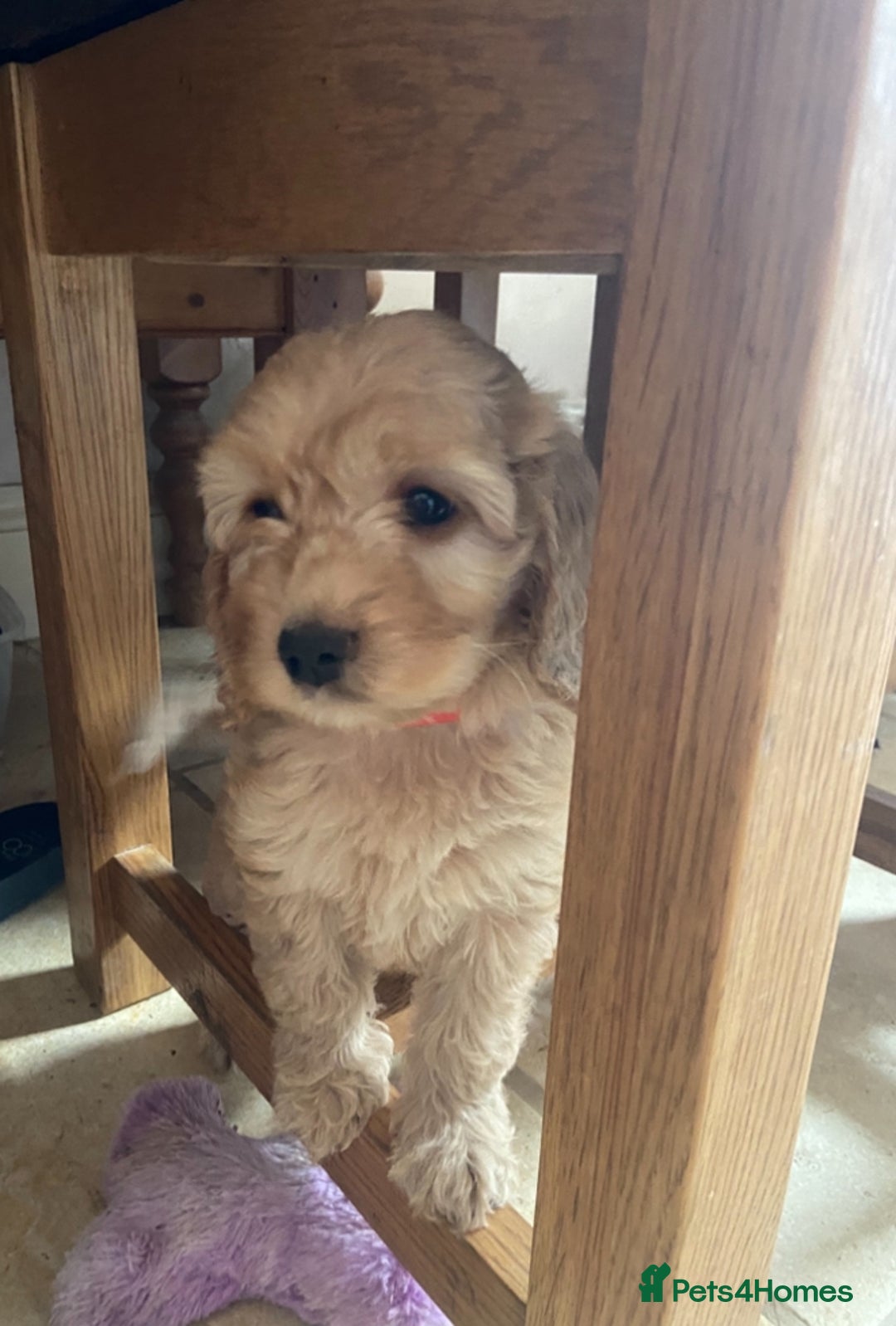 Cockapoo dogs for sale: F1 Apricot / Red Cockapoo’s  in Wetherby - Image 7