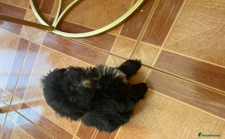 Shih Tzu dogs - Advert 6