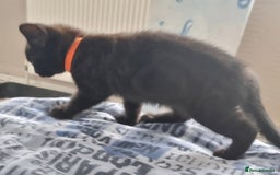 Mixed Breed cats for sale: Beautiful Mixed British Shorthair Kittens - Image 12