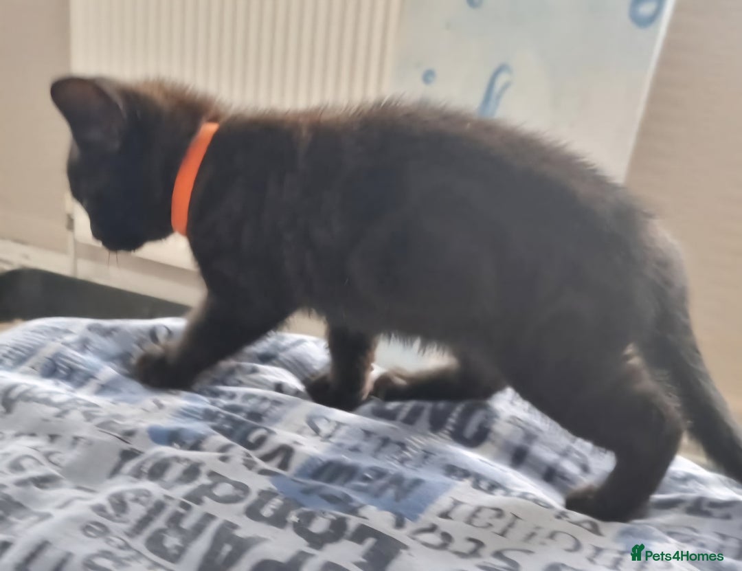 Mixed Breed cats for sale: Beautiful Mixed British Shorthair Kittens - Image 12