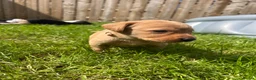 Labrador Retriever dogs for sale: Beautiful Fox red Labrador pups  - Advert 3