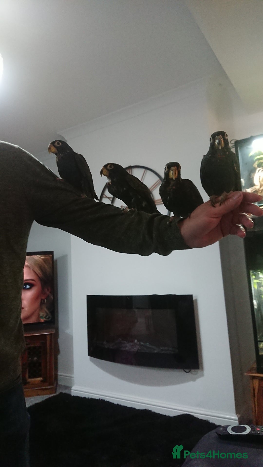 Parrots birds for sale: Bronze winged pionus parrots  - Image 2