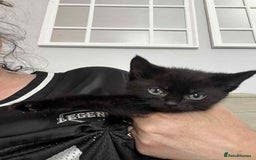 British Shorthair cats for sale: Beautiful British Shorthair Kittens - Image 7