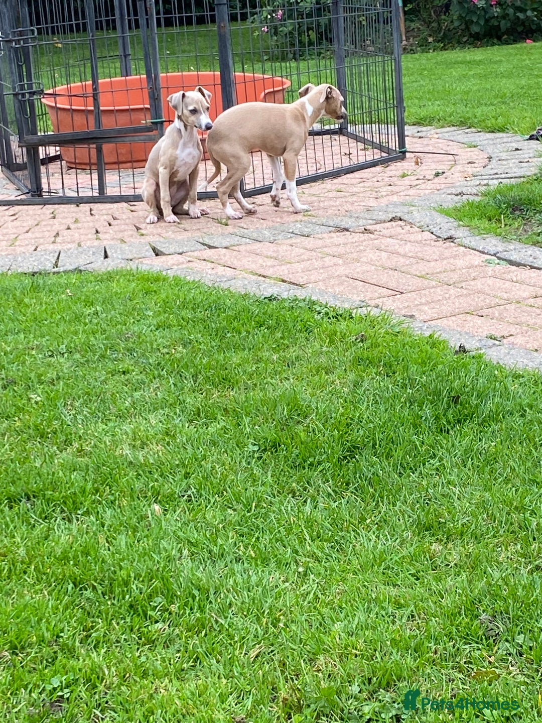 Mixed Breed dogs for sale: 2 beautiful Italian greyhounds  - Image 15
