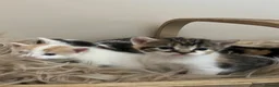 Domestic Shorthair cats for sale: Child friendly kittens in Langport - Advert 5