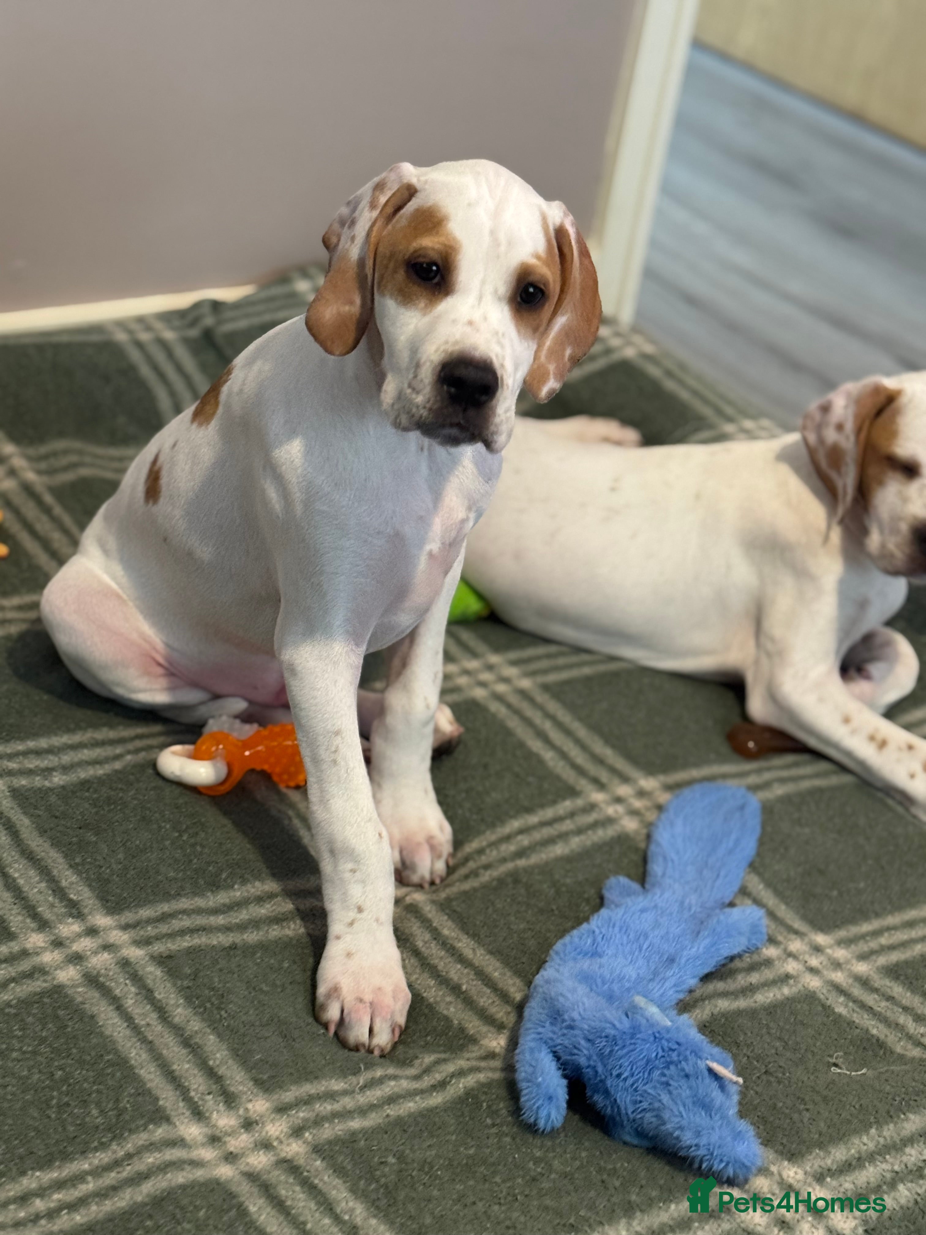 Pointer dogs Just 1 gorgeous boy available - Advert 5