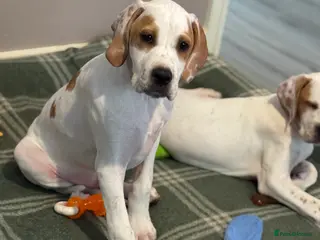 Pointer dogs Just 1 gorgeous boy available - Advert 5