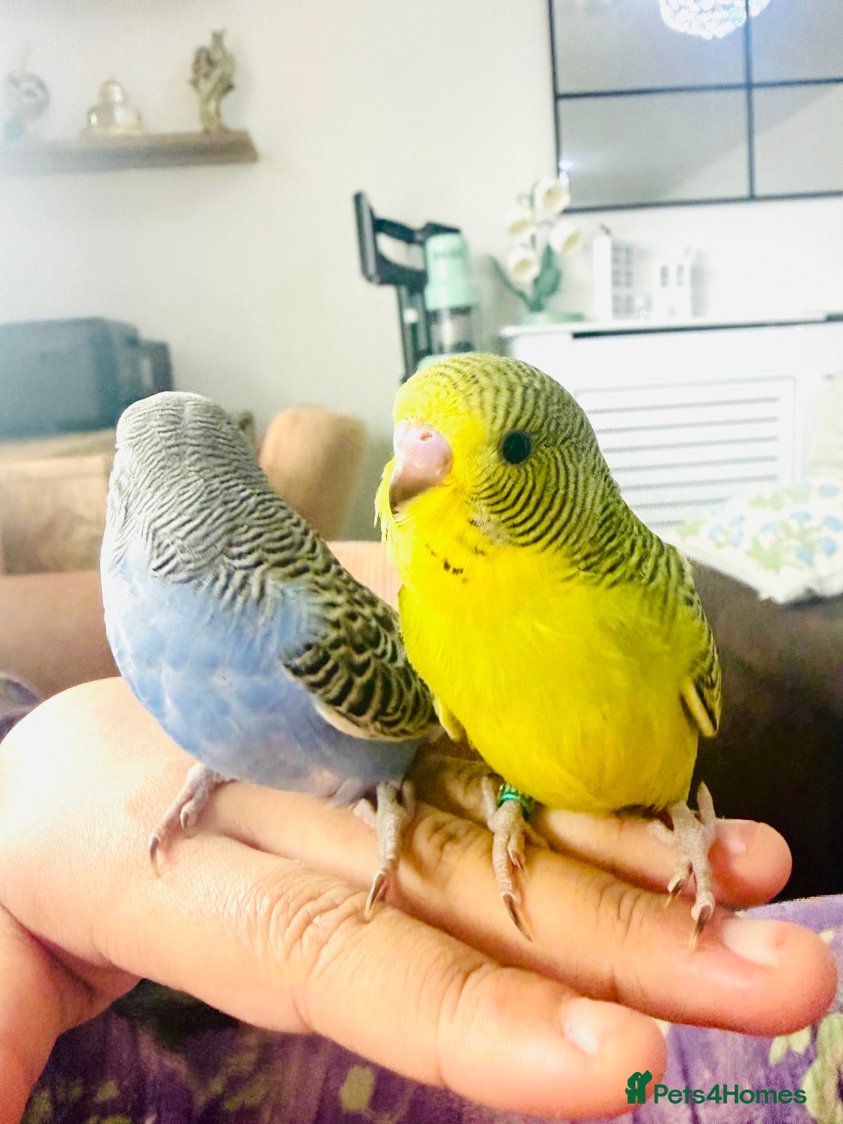 Budgerigars birds Beautiful tame baby budgies for sale  - Advert 1