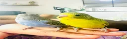Budgerigars birds for sale: Beautiful tame baby budgies for sale  - Advert 1