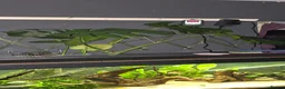 Catfish fish for sale: Fluval roma 240L aquarium- complete upgraded setup - Advert 21