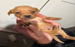 Springador dogs for sale: Labrador/Springador cross pups - Advert 22