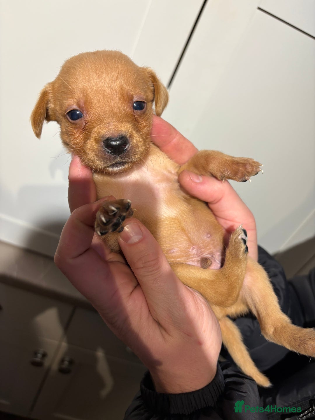 Springador dogs for sale: Labrador/Springador cross pups - Advert 22