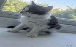 Mixed Breed cats for sale: Selling 3 beautiful kittens which are 7 weeks old  - Image 6