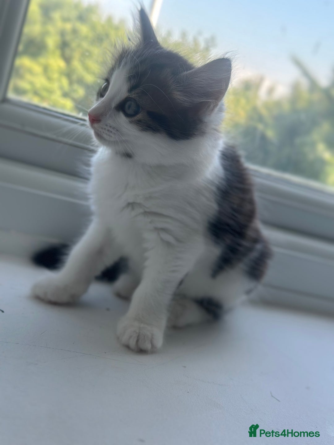 Mixed Breed cats for sale: Selling 3 beautiful kittens which are 7 weeks old  - Image 6