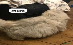 Persian cats for sale: GCCF Registered Persian Pedigree  Kittens - Image 5