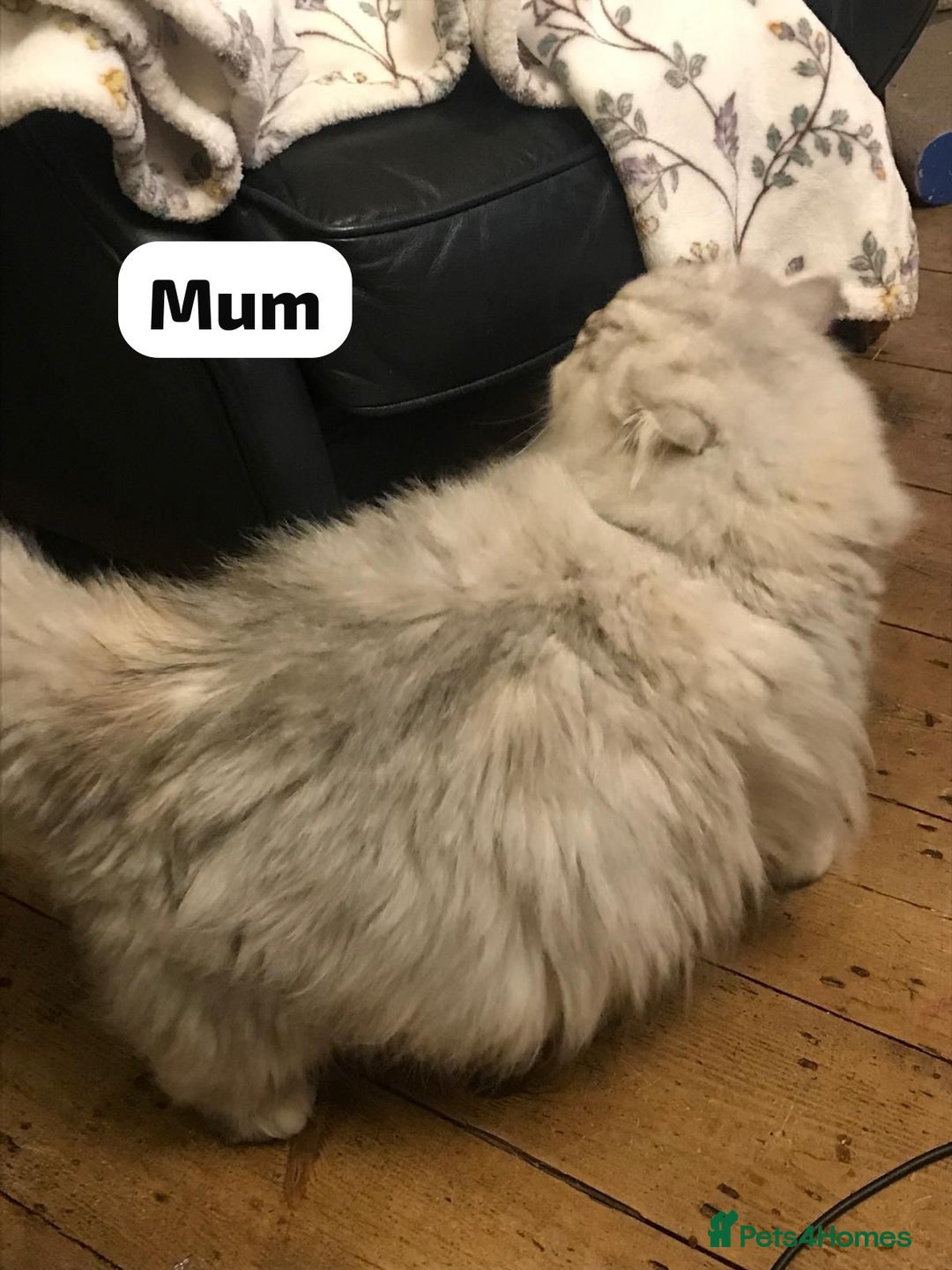 Persian cats for sale: GCCF Registered Persian Pedigree  Kittens - Image 5