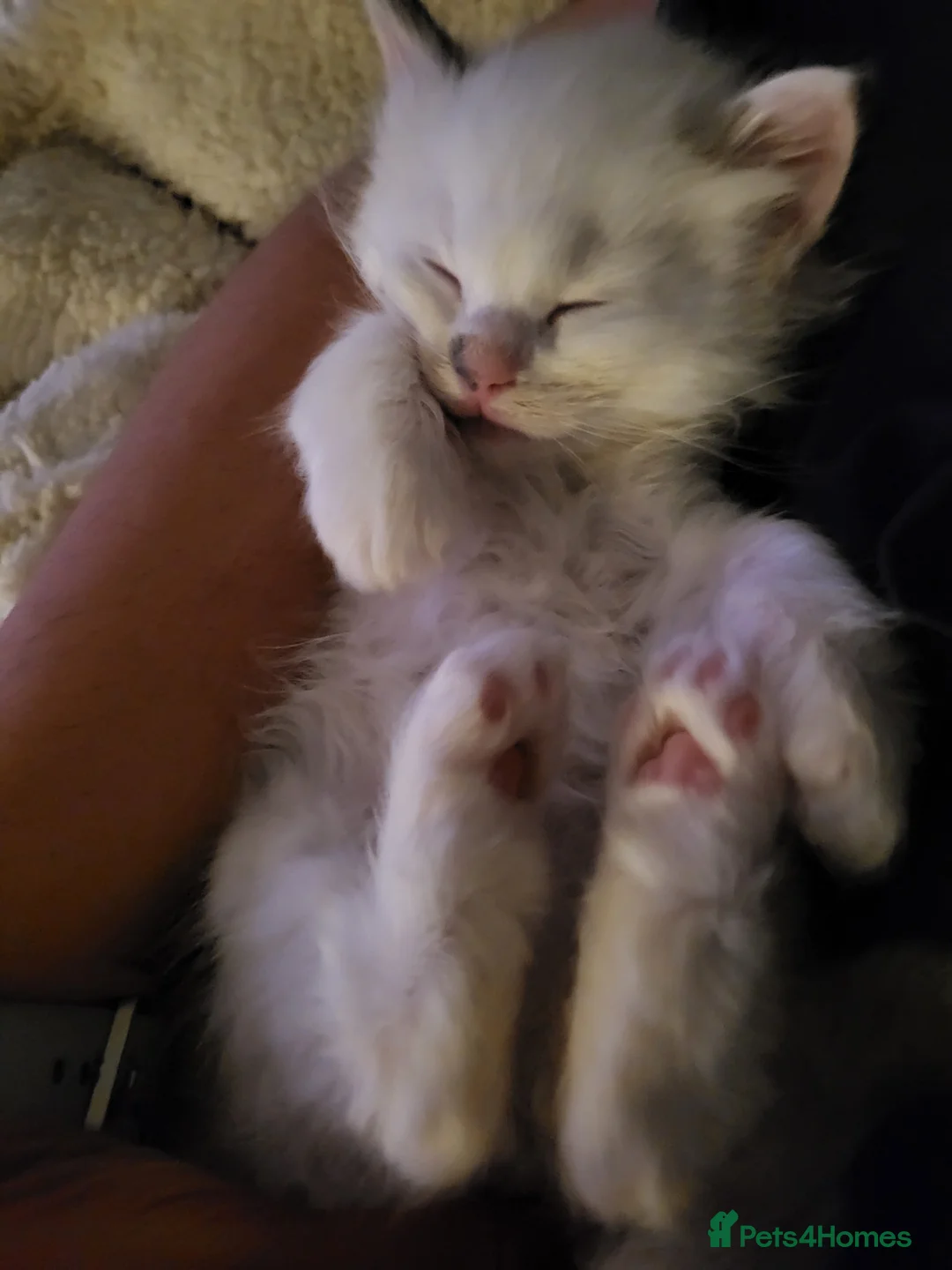 Ragdoll cats for sale: Beautiful calm and confident Ragdoll kittens - Advert 1