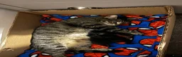 Mixed Breed cats for sale: Tabby kitten (female)  - Advert 3